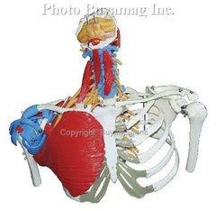 Torso Upper & Muscles Ligaments Tendons Deluxe