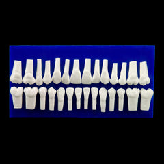 orthodontic teeth for wax forms