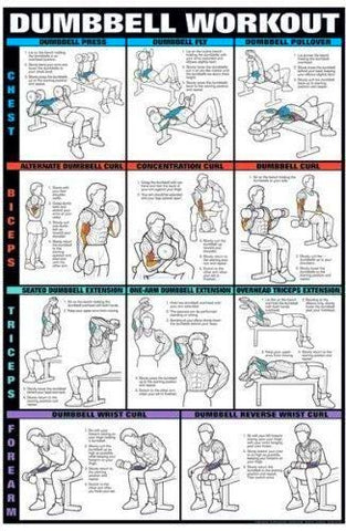 dumbbell chest workout weightlifting exercise