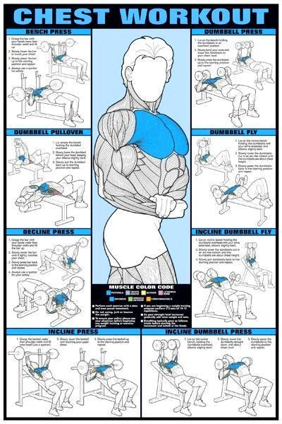 chest workout bodybuilding chart