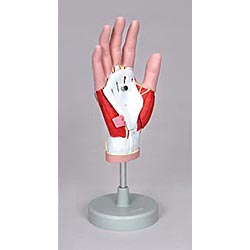 Hand Musculature Model 4 parts