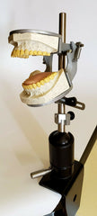 dental x-ray manikin model