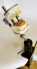 dental x-ray manikin model
