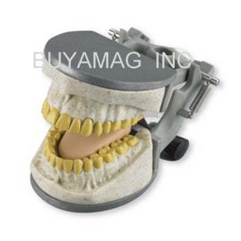 dental x-ray model typodont