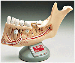 Dental Model of Youth Teeth Extraction Study